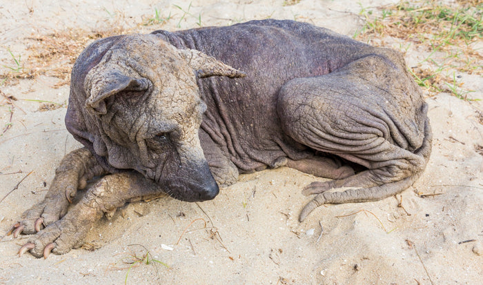 Medicine for dog skin disease top